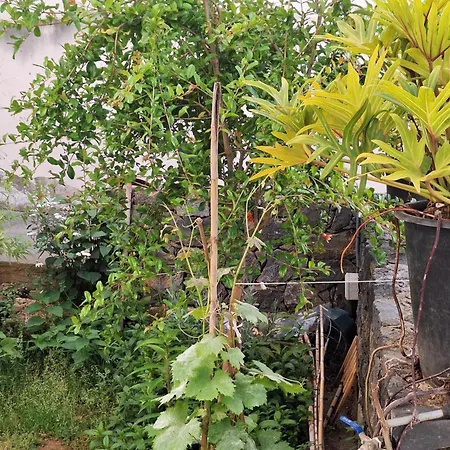 La Bodega. 塔科龙特